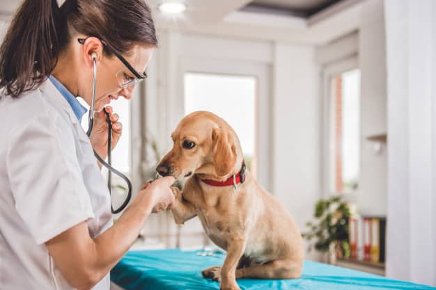 Le cabinet raoult vous présentes les avantages des nouveaux PER vétérinaire